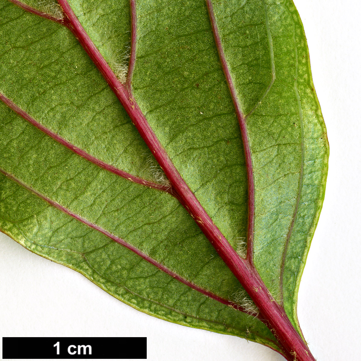 High resolution image: Family: Adoxaceae - Genus: Viburnum - Taxon: erubescens - SpeciesSub: var. gracilipes